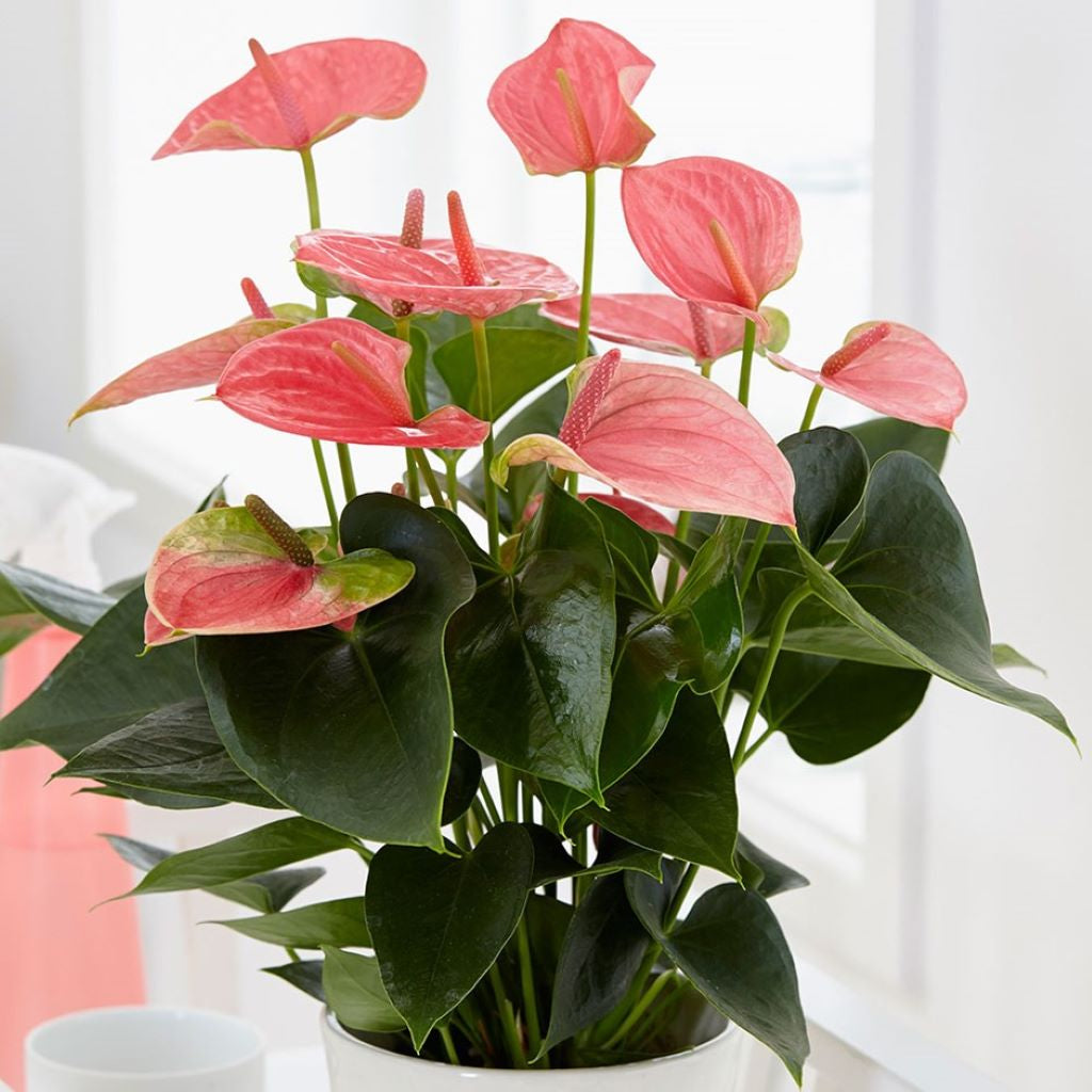 Anthurium 14cm LL