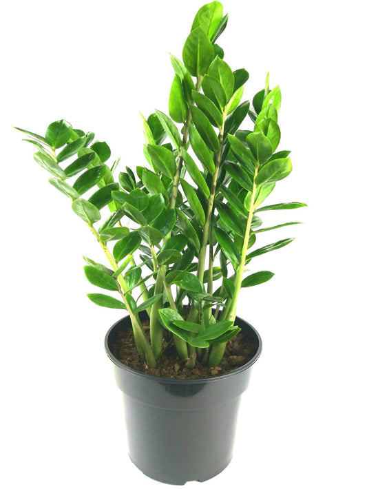 Zamioculcas zamiifolia - ZZ Plant